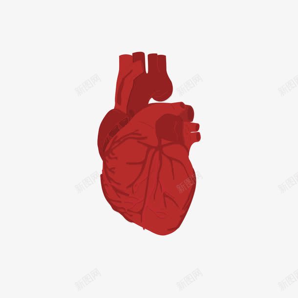 简约卡通心脏血管png免抠素材_88icon https://88icon.com 医学 医疗 卡通 心脏 心脏器官 心脏血管 简约 红色 红色心脏 血管 血管矢量图