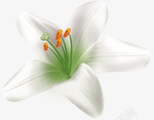 春天白色清新花朵素材