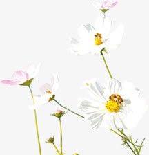 白色简约花朵春天美景素材