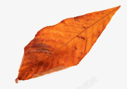 秋叶树叶火红色的叶子素材