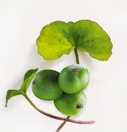 绿色青涩果实植物素材