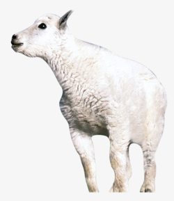 羊类高原绵羊高清图片