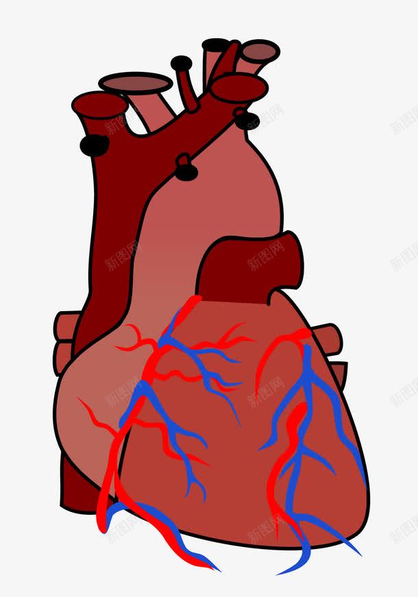 心脏解剖png免抠素材_88icon https://88icon.com 器官 心脏 心血管 心跳 脉冲 血液循环 解剖 身体