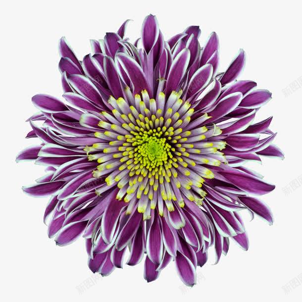 抽象鲜花手绘花朵紫色png免抠素材_88icon https://88icon.com 抽象花朵 紫色 花朵 花朵海报背景 鲜花 鲜花元素 鲜花相框 鲜花矢量