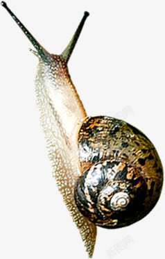 蜗牛壳动物可爱素材