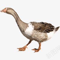 鸭子png免抠素材_88icon https://88icon.com duck 家禽 鸭子