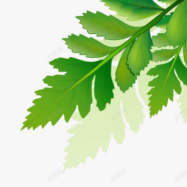 绿色的叶子纹理自然png免抠素材_88icon https://88icon.com 叶子 叶子纹理 绿色 绿色自然 自然