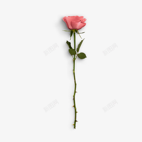 一朵玫瑰花png免抠素材_88icon https://88icon.com png图形 png装饰 植物 玫瑰花 花朵 装饰