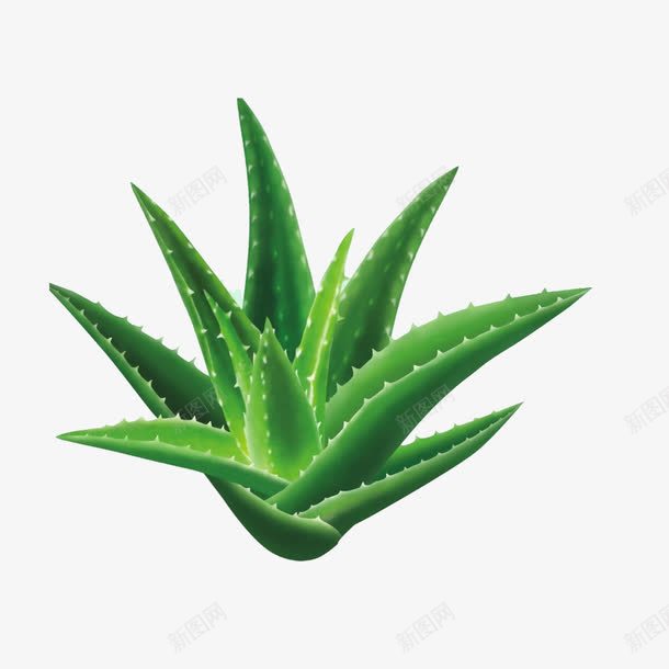 芦荟png免抠素材_88icon https://88icon.com 叶子 绿色 芦荟