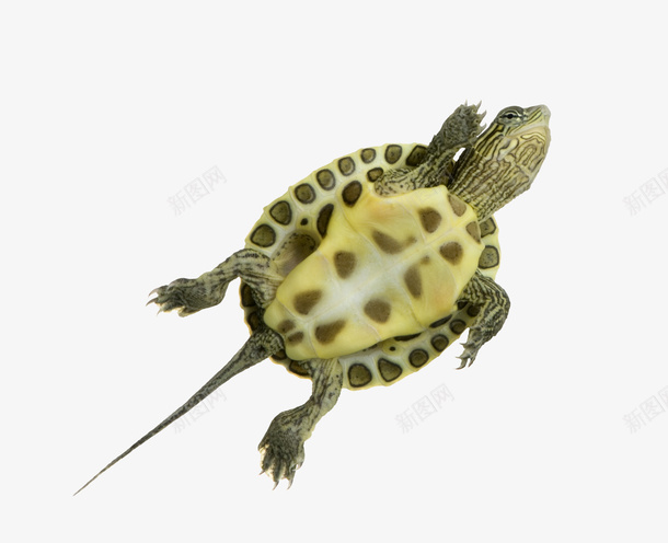 一只乌龟png免抠素材_88icon https://88icon.com PNG图形 PNG装饰 乌龟 动物 卡通 装饰