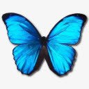 形态Menelaus肖像png免抠素材_88icon https://88icon.com animal butterfly menelaus morpho 动物 大闪蝶 斯巴达王 蝴蝶