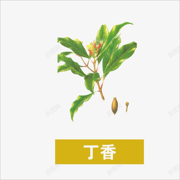 草药png免抠素材_88icon https://88icon.com 丁香 中药 药材