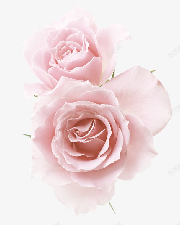 粉色玫瑰花鲜花装饰图案png免抠素材_88icon https://88icon.com 免抠PNG 玫瑰花 粉色 装饰图案 鲜花