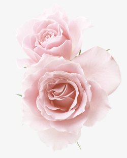 粉色玫瑰花鲜花装饰图案素材