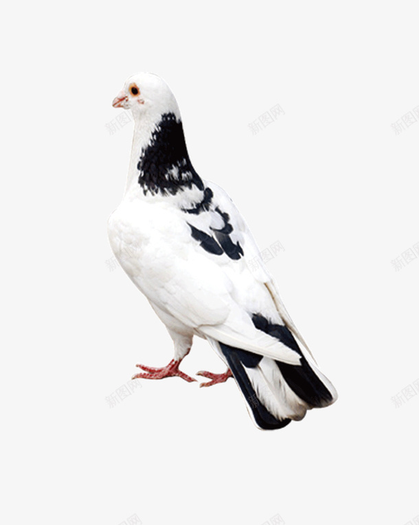 站立着的小鸟png免抠素材_88icon https://88icon.com 动物 小鸟 生物 白色的鸟