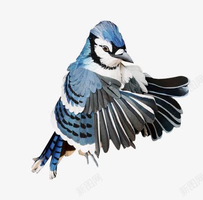 蓝色小鸟png免抠素材_88icon https://88icon.com 图片 小鸟 蓝色