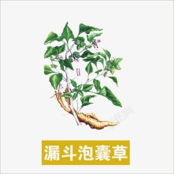 漏斗泡囊草素材