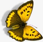 黄色蝴蝶美景手绘卡通素材
