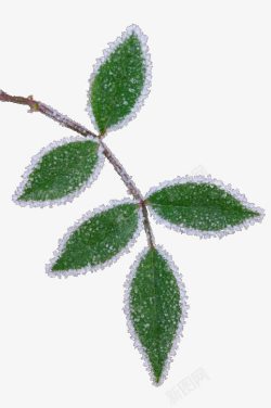 结冰的叶子素材