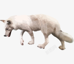 手绘风格动物白狼低头素材