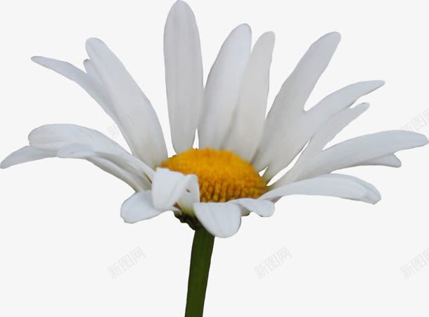 唯美清新白色花朵png免抠素材_88icon https://88icon.com 清新 白色 素材 花朵