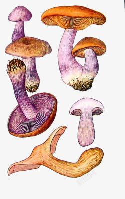 卡通手绘大小蘑菇素材