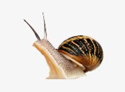 蜗牛爬行动物蜗速png免抠素材_88icon https://88icon.com 爬行动物 蜗牛