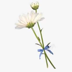 白色花朵蓝色蝴蝶结素材