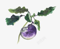 手绘小茄子素材