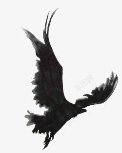 黑色老鹰素材