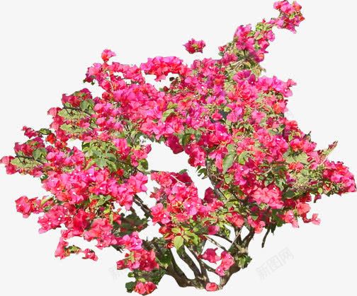 春日花朵美景植物png免抠素材_88icon https://88icon.com 春日 植物 美景 花朵