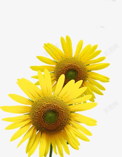 春天儿童节黄色花朵装饰png免抠素材_88icon https://88icon.com 儿童节 春天 花朵 装饰 黄色