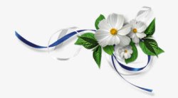白色花朵蓝色飘带装饰素材