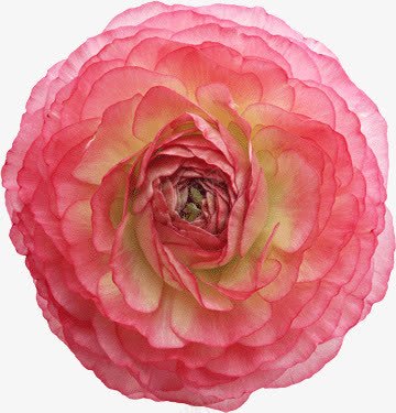 粉色的千层花png免抠素材_88icon https://88icon.com 千层花 粉色 花卉