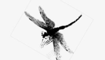 蜻蜓png免抠素材_88icon https://88icon.com 中国风 水墨画 素材 虫 蜻蜓