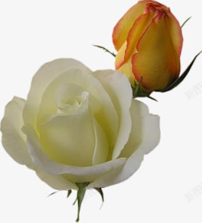 清新黄白色玫瑰花朵png免抠素材_88icon https://88icon.com 清新 玫瑰 花朵 黄白色