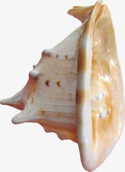 耳朵状海螺素材