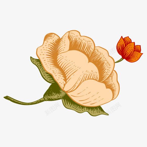 米色芙蓉花手绘插画png免抠素材_88icon https://88icon.com 手绘 插画 花卉植物