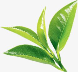 绿叶茶艺海报素材
