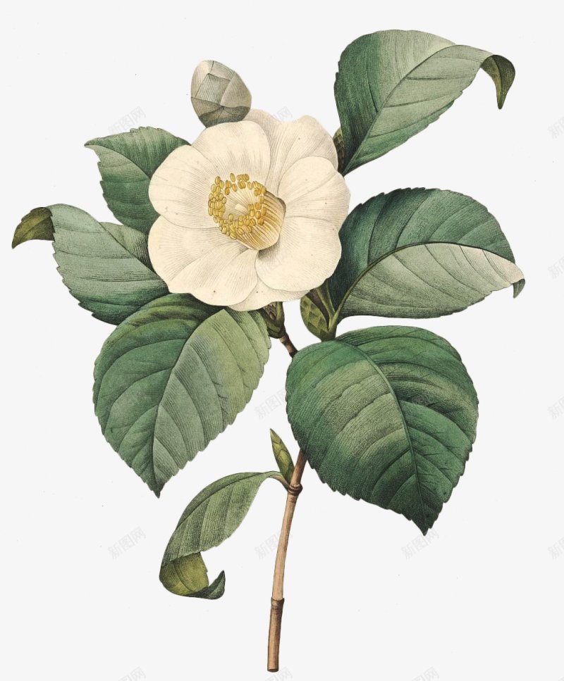 一簇水彩花png免抠素材_88icon https://88icon.com 手绘花朵 花 花束 花簇 卡通花卉 卡通花朵 水彩花卉 水彩植物 水彩花朵 清新植物 优雅花朵 优雅花卉 花卉植物 植物开花 花卉插画树叶 文化艺术绘画 