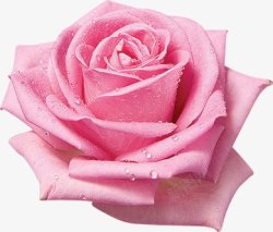佑佑佑小溪图粉色玫瑰月季情人节花花花花瓣素材