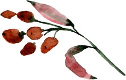 情人节花瓣插画多肉盆栽植物花卉植物花边插画素材