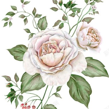 P21手绘玫瑰花欧美风花卉插画底纹图案淘宝背景