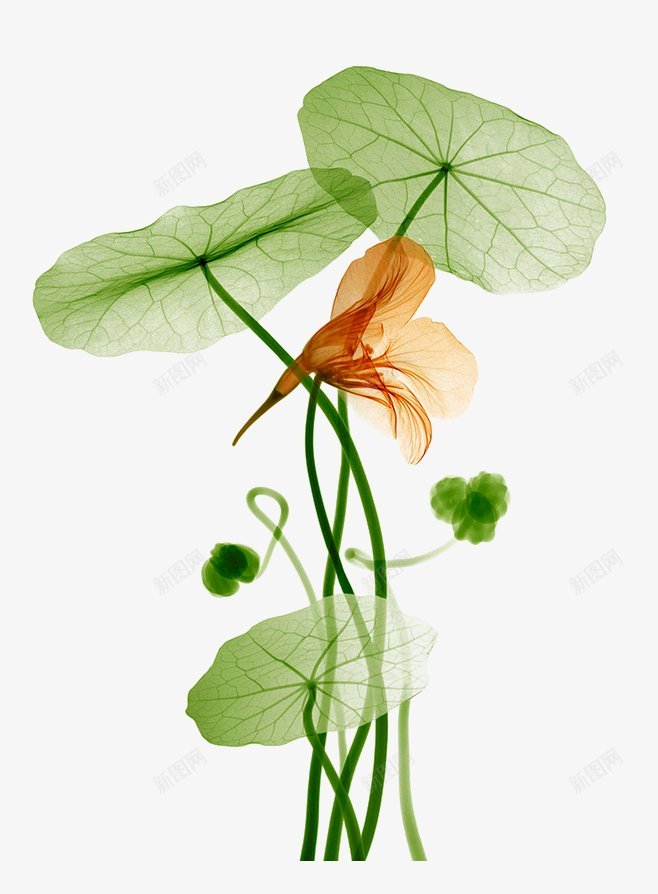 纹理场景海量平面尽在花道士不妨点击我的头像看看png免抠素材_88icon https://88icon.com 不妨点击我的头像 海量平面尽在 纹理 花道士 谢谢大家的关注 高清场景