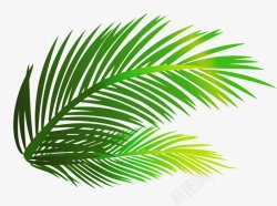 椰子树枝棕榈叶纹理颜色树枝高清图片