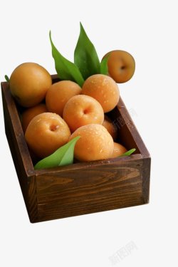 水果杏子水果素材