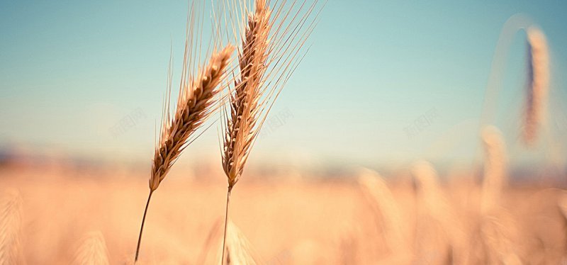 小麦耳干收获秋夏天谷物粮食原野麦田玉米田秋天丰收黄背景