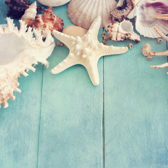 夏日清新海边贝壳海星海星夏日清新贝壳海星小清新海边jpg设计背景_88icon https://88icon.com 茶凉了的味道