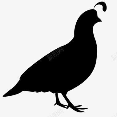紫羽毛的鸟鹌鹑动物鸟图标图标