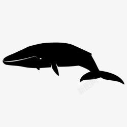 鲸鱼妈妈鲸鱼动物蓝鲸图标高清图片